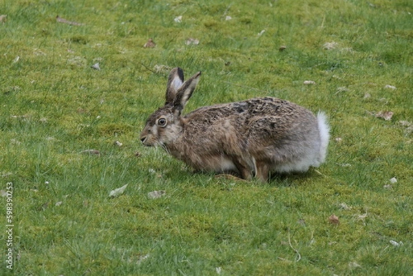 Obraz Hasenbesuch 05