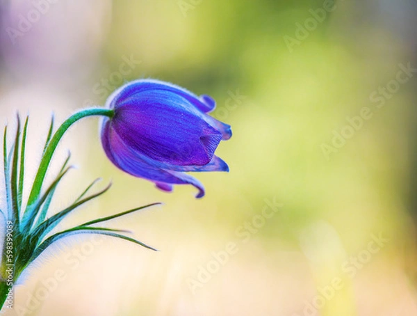 Obraz The first spring blue flower is large