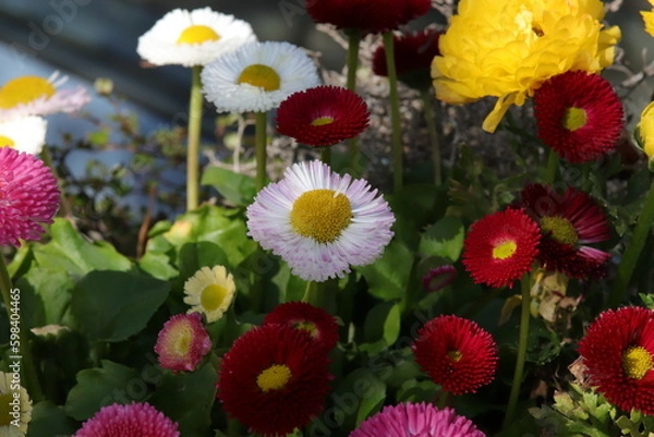 Fototapeta Bunte Blumen
