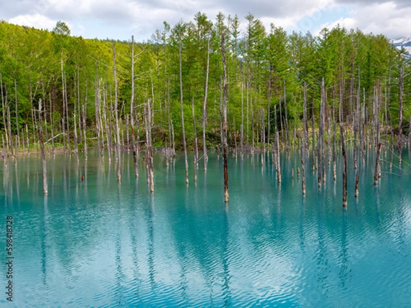 Fototapeta 青い池（北海道上川郡美瑛町白金）