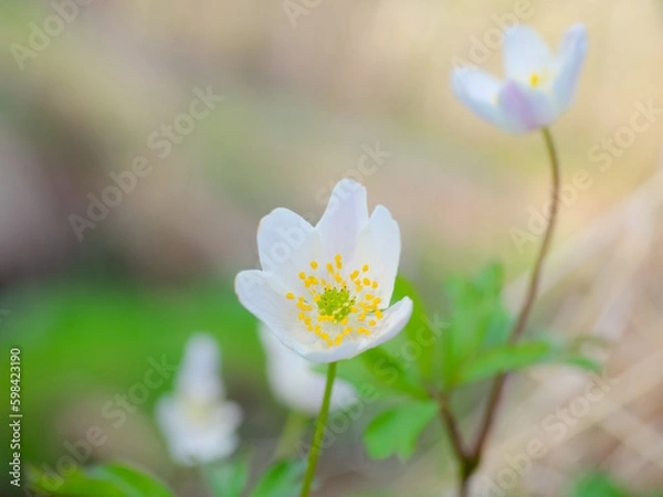 Obraz Blooming windflower, at close-up, low angle on forest floor, at spring, shallow depth of field