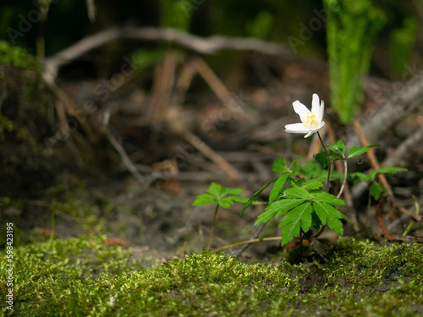 Obraz Blooming windflower