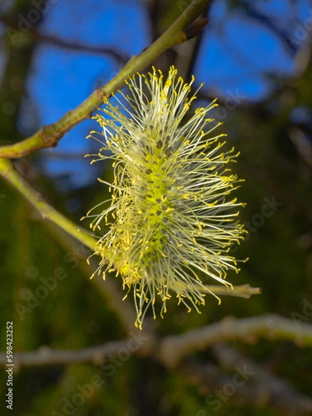 Fototapeta Close-up of male catkins, salix caprea on a twig at spring