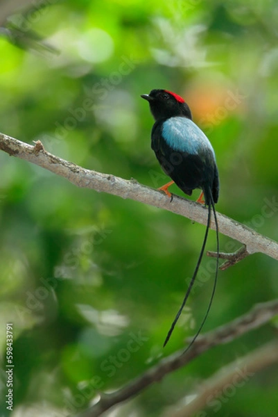 Obraz  Long-tailed-Manakin