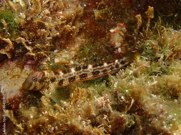 Obraz Microlipophrys canevae, blénido de Caneva.