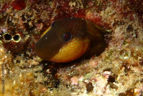 Obraz Microlipophrys canevae, blénido de Caneva.