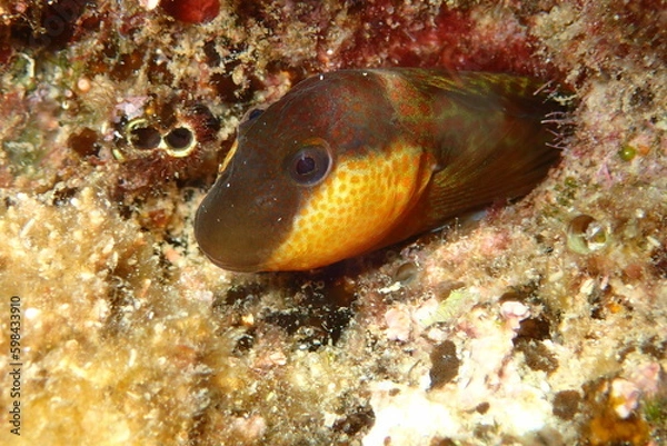 Obraz Microlipophrys canevae, blénido de Caneva.