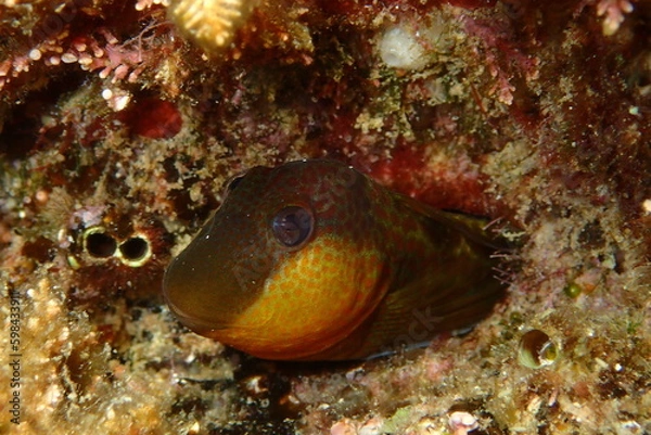 Obraz Microlipophrys canevae, blénido de Caneva.