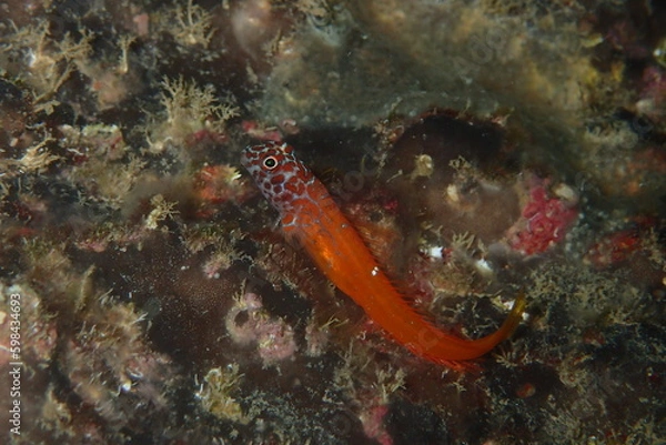 Obraz Microlipophrys nigriceps, blénido cabecinegro, babosa de mar.