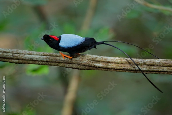 Obraz Long-tailed Manakin