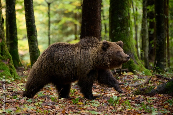 Obraz Brown bear is looking for food in a european forest. Image taken in autumn.