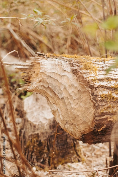 Obraz beaver gnawed on log end 