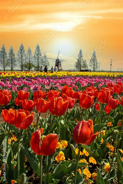 Fototapeta 夕空に広がるチューリップ畑