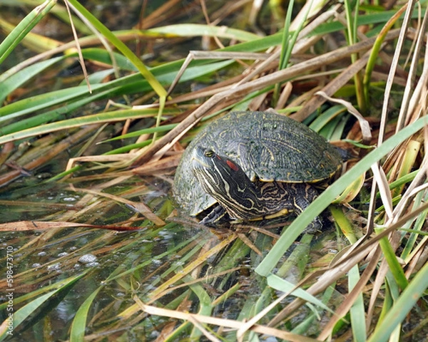Fototapeta Red-bellied slider turtle sunning