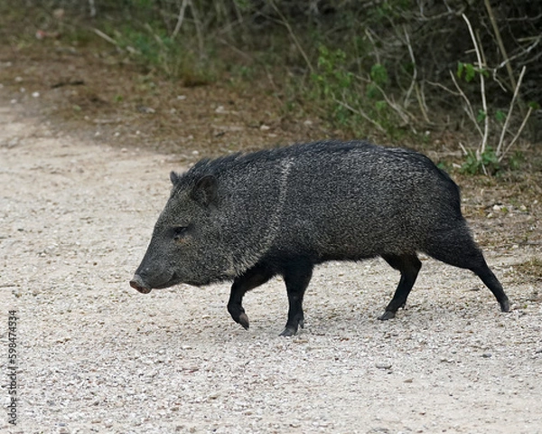 Fototapeta Javelina walking on trail