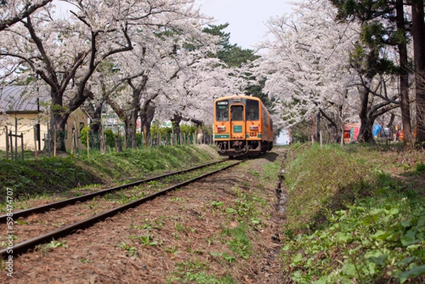 Fototapeta 春の津軽鉄道と桜