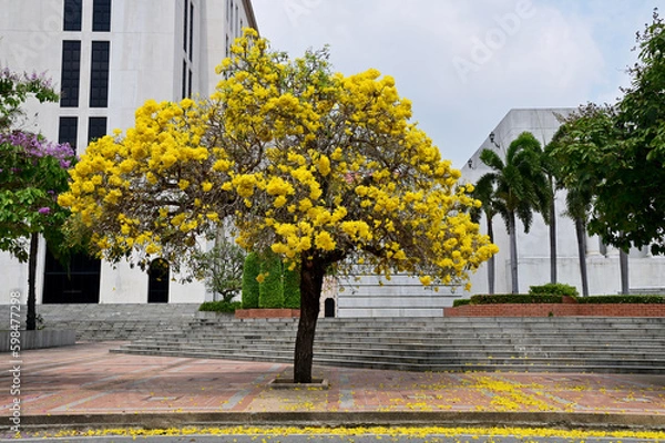 Fototapeta Silver Trumpet Tree (Tabebuia chrysotricha, Tabebuia argentea Britton, Paraguayan silver trumpet tree,Tabebuia aurea) beautiful flowers in front of
luxury building background in Thailand. 