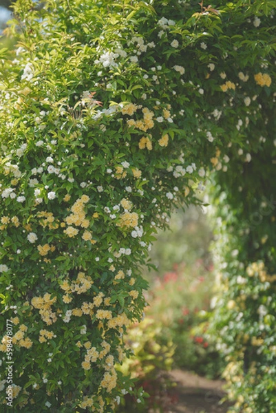 Fototapeta 白と黄色のモッコウバラのアーチ