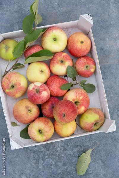 Fototapeta A box of freshly picked apples in the garden. Organic food. Selective focus