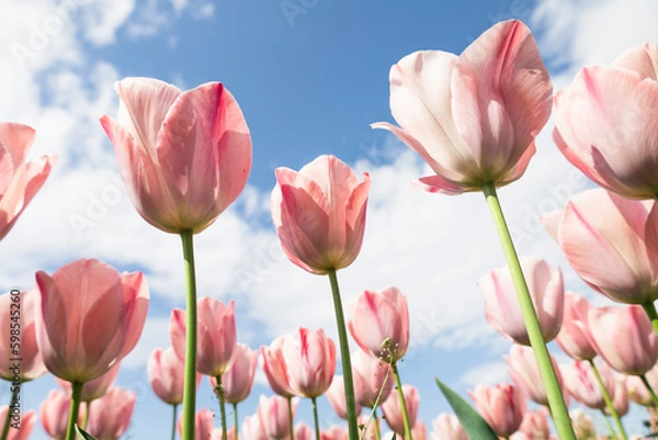 Obraz 春の青空に向かって咲くピンクのチューリップ