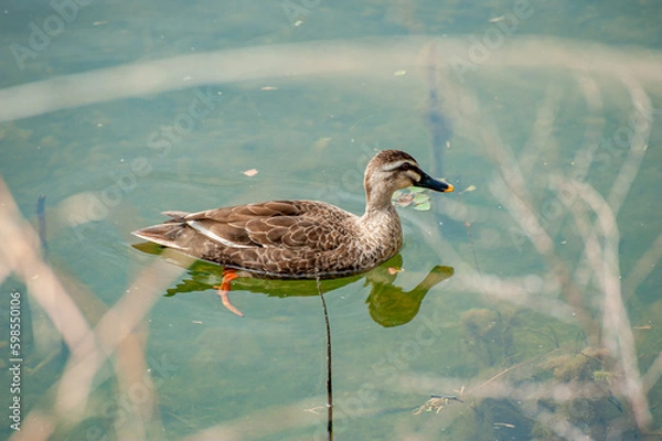 Fototapeta  D7C_8199