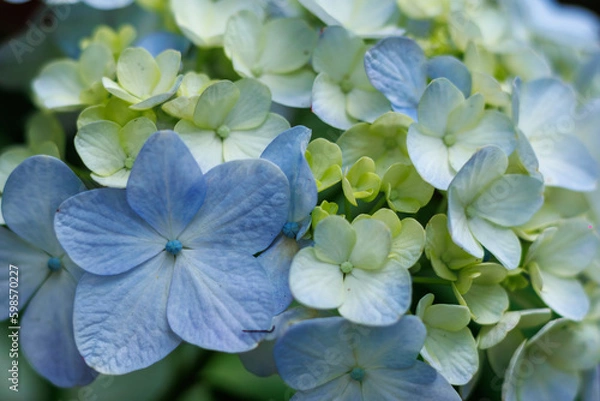Obraz Blue hydrangea flowers