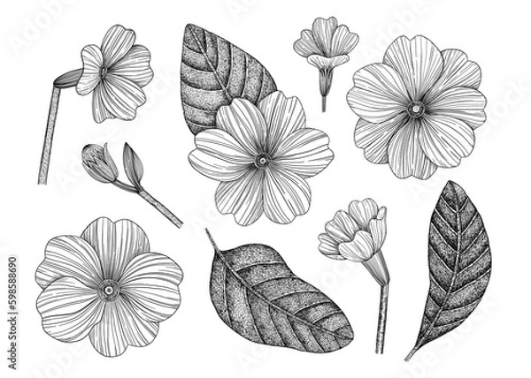 Fototapeta A set of flowers and leaves. Hand-drawn. Graphics. Engraving. Vintage-style flowers