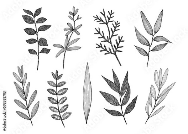 Fototapeta A set of different twigs. Collection of branches. Hand-drawn. Graphics. Engraving