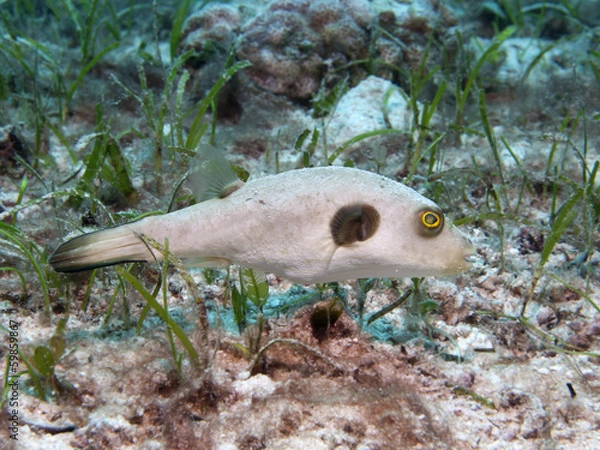 Obraz Immaculate puffer