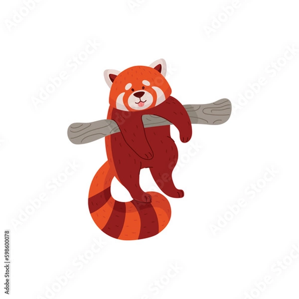 Fototapeta Funny red panda hanging on bamboo tree and showing tongue, flat vector illustration isolated on white background.