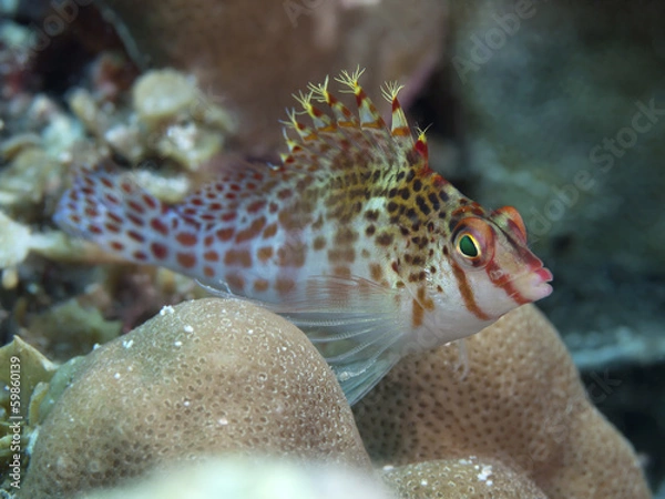 Obraz Dwarf hawkfish