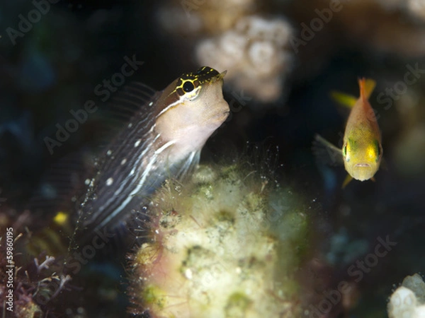 Obraz Pictus blenny