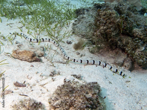 Obraz Harlequin snake eel