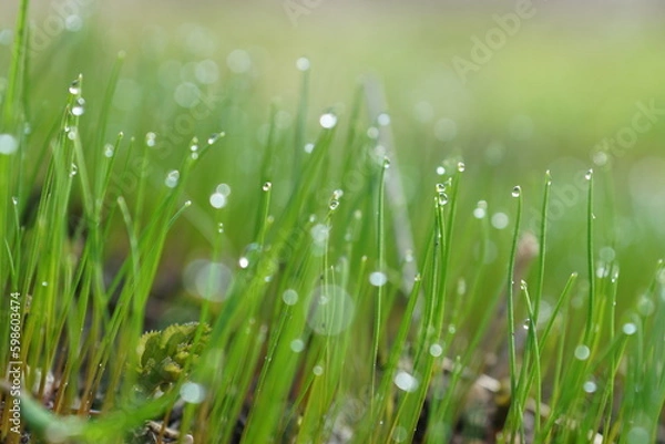 Fototapeta grass with dew