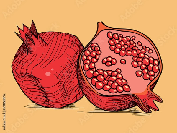Obraz hand drawing pomegranate