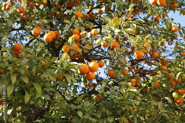 Obraz oranges