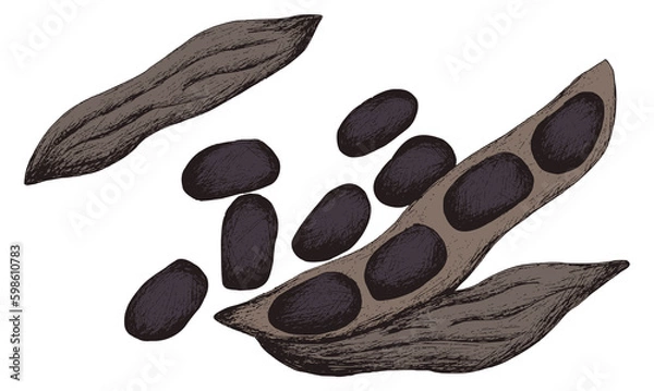 Fototapeta Drawing color image of mucuna pruriens Jpg horizontal vintage pattern. Line sketch silhouette of plant on white background