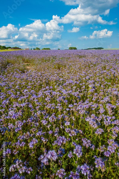 Obraz Lacy phacelia field