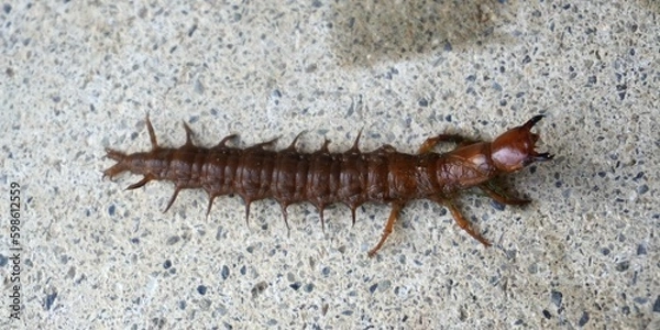 Obraz ヘビトンボの幼虫　孫太郎虫