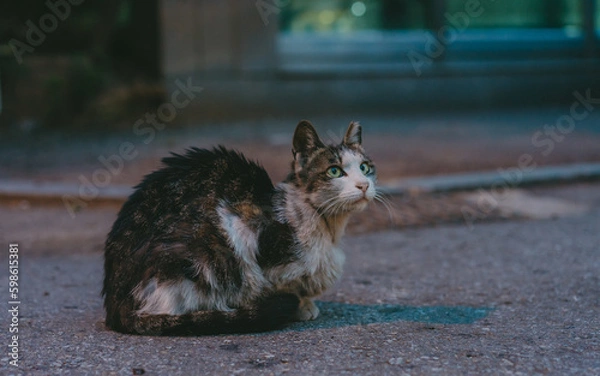 Obraz cat on the street