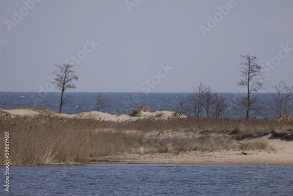 Fototapeta Wild beach with trees with sea and horizon
