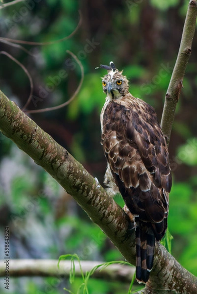 Obraz Crested Goshawk standing on branches in the rainforest.