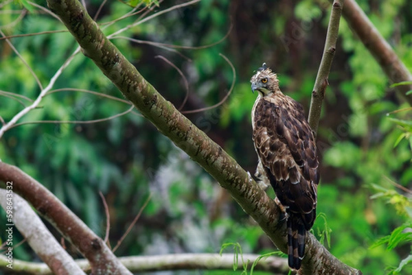 Obraz Crested Goshawk standing on branches in the rainforest.