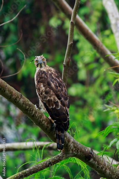 Fototapeta Crested Goshawk standing on branches in the rainforest.