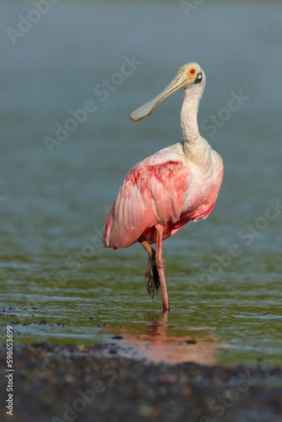 Obraz Roseate Spoonbill