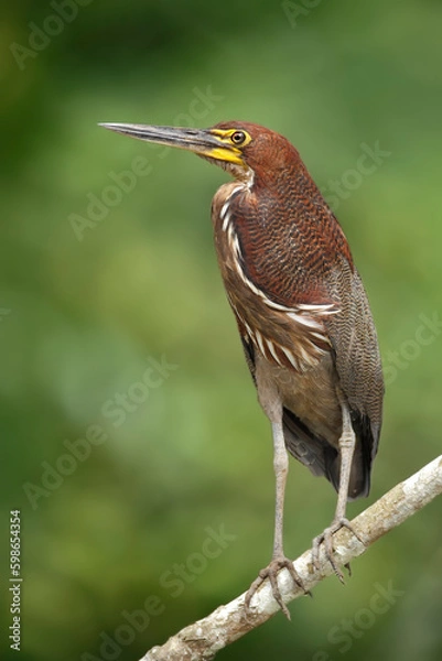 Obraz Rufescent-Tiger-Heron