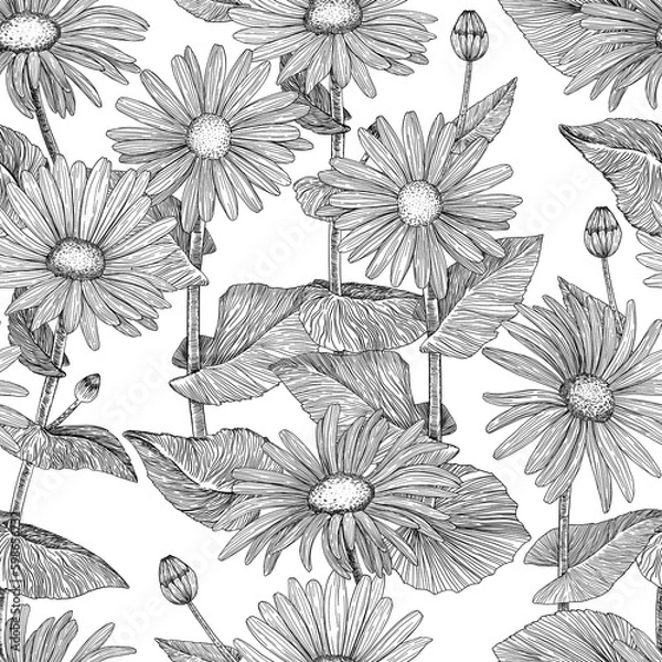 Fototapeta Floral seamless pattern. Background with daisies. Hand-drawn. Graphics. Engraving