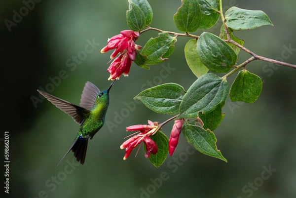 Obraz Sapphire-vented Puffleg