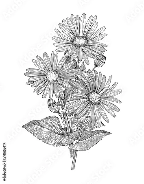 Fototapeta Bouquet of flowers. Composition of daisies and twigs. Hand-drawn. Graphics. Engraving