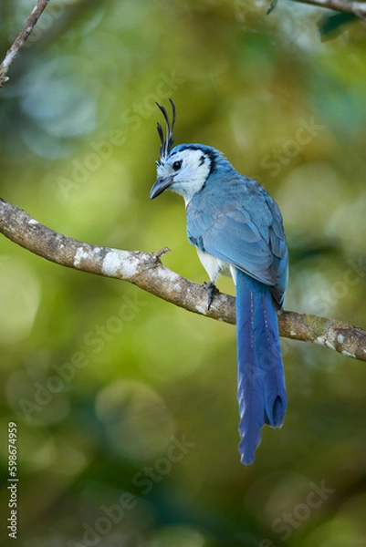 Obraz White-throated-Magpie-Jay